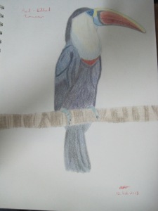 Red-Billed Toucan - Miss M